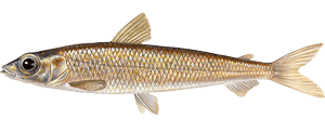 Silver Smelt fish species - (c) Scandinavian Fishing Year Book