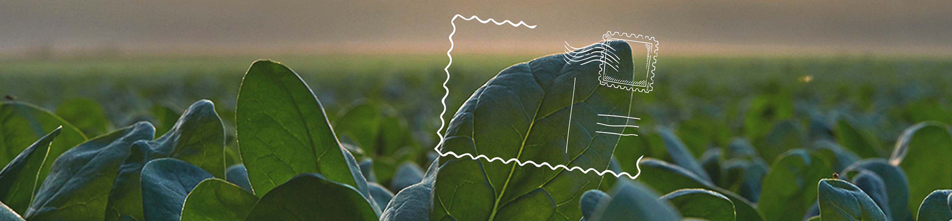 Where do our vegetables come from?