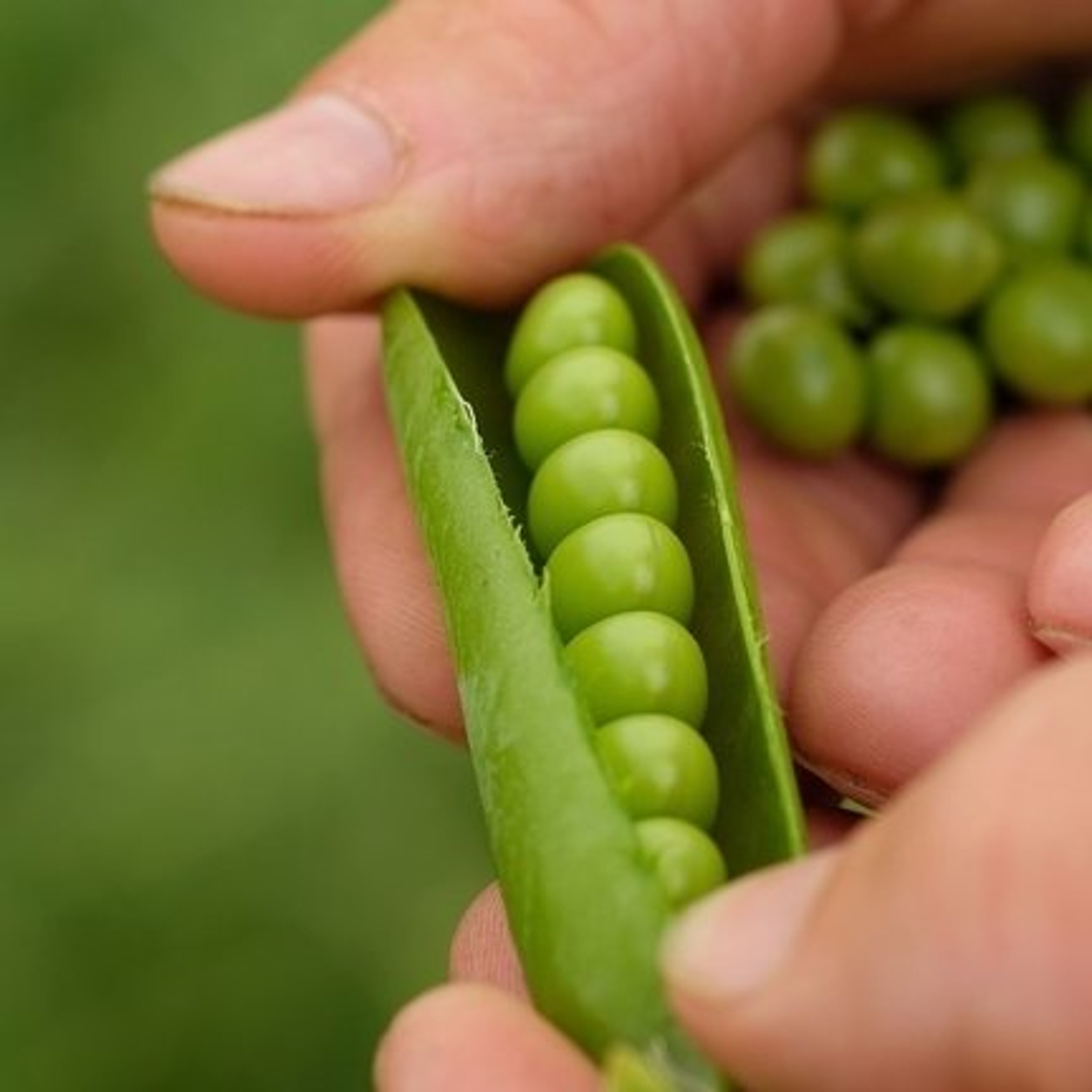 birds eye garden peas.jpg