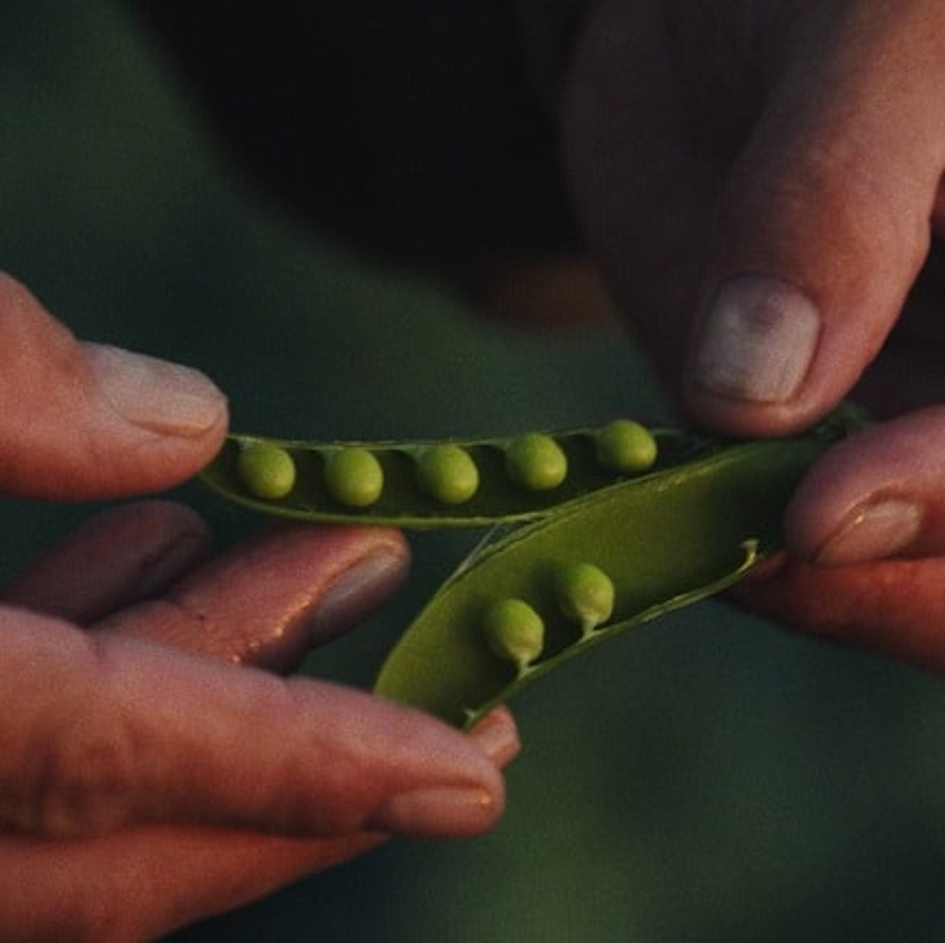 Peas in the pod held in a farmer's hands