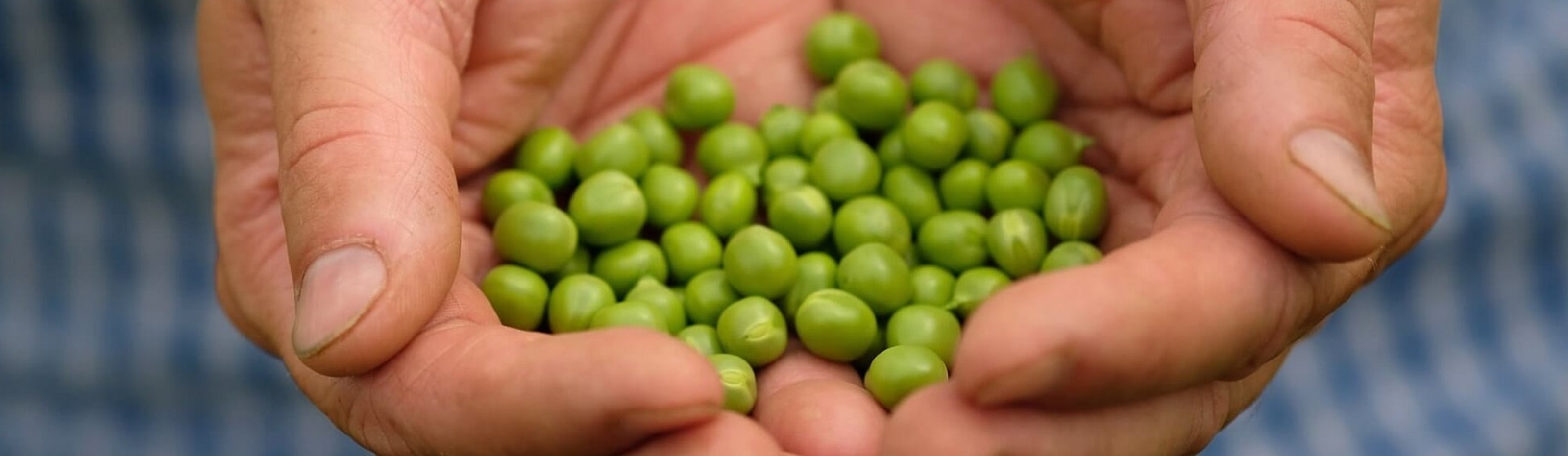Freshly picked peas held in a farmer's hands